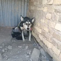 ماده هاسکی با توله