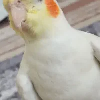 عروس هلندی گمشده