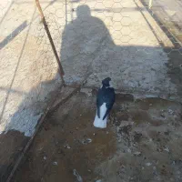 ساده کاکلی نر|پرنده|خواف, |دیوار