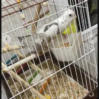 عروس|اسباب‌بازی بچه|هشتگرد, فاز ۷ مهستان|دیوار