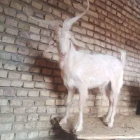 چپیش سانن دورگ