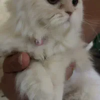 گربه