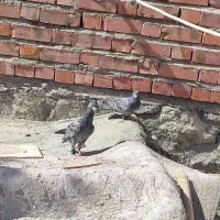 دو عدد جوجه پلاکی