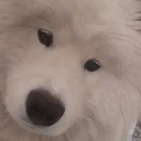 سگ سامویید گمشده