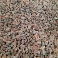 خریدار کشمش ضایعات و انگور