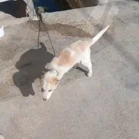 توله سگ|سگ|کامیاران, |دیوار