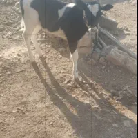 گاو گوساله ماده|حیوانات مزرعه|شیراز, کوشک بیدک|دیوار