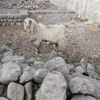 یک راس نر بز دو رگه جوان حدودا۱۸ ماهه زرنگ وبزرگ|حیوانات مزرعه|گچی, |دیوار