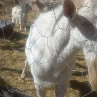 فروش نربز سانن فرانسه|حیوانات مزرعه|بافت, |دیوار