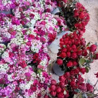 گل رز قرمز کیفیت درجه یک شفارشات پذیرفته می‌شود