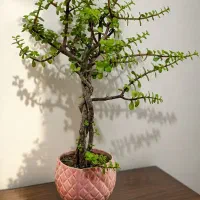 بنسای خرفه|گل و گیاه طبیعی|تهران, مهرآباد|دیوار