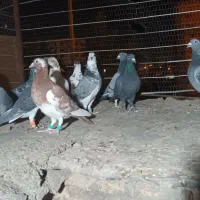 کفتر فروشی|پرنده|قائن, |دیوار