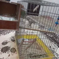 برزیلی ماده|پرنده|تاکستان, |دیوار