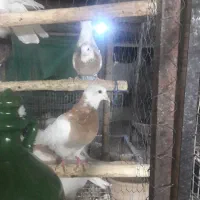 کبوتر طوقی|پرنده|کرمانشاه, |دیوار