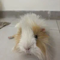 خوکچه هندی|موش و خرگوش|تهران, نارمک|دیوار