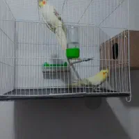 عروس هلند جفت