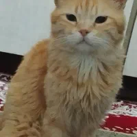 گربه