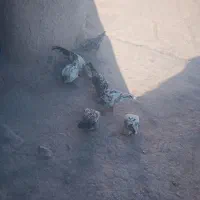 ۴ مرغ و۱ خروس ۳ جوجه ۲۰ روزه