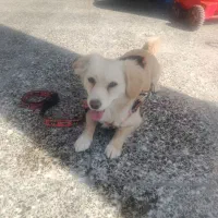 اشپیتز روباهی