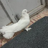 کفتر دوم چتری پاپرکاکلی|پرنده|کوه چنار, |دیوار