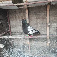 پرنده رنگه  جفت نر هستن