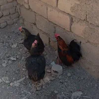 مرغ خروس