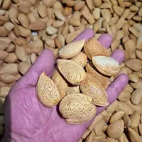 بادام سنگی|خوردنی و آشامیدنی|شیراز, قلات|دیوار