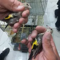 جوجه سهره|پرنده|کرمان, |دیوار