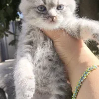 توله گربه نژاددار|گربه|شیراز, تندگویان|دیوار