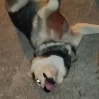 سگ هاسکی|سگ|مشهد, وکیل‌آباد|دیوار