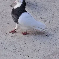 فروش کبوتر پرشی به شرط