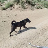 سگ شکاری|سگ|اهواز, دانشگاه چمران|دیوار