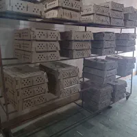 تولید انواع جوجه یک روزه رنگی خروسک بومی گوشتی