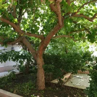 ویلایی-2طبقه-فلسطین