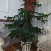 گل نوئل|گل و گیاه طبیعی|سریش آباد, |دیوار