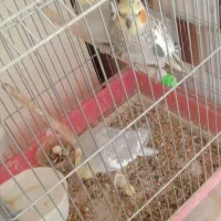 فروش دوجفت عروس هلندی|پرنده|ملایر, |دیوار