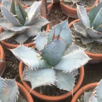 گیاهان اپارتمانی و کلکسیونی|گل و گیاه طبیعی|صفادشت, |دیوار