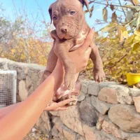 سگ پیتبول تریر|سگ|تهران, قنات‌کوثر|دیوار