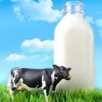 ماست محلی وشیر گاو