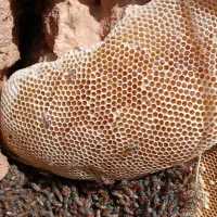 عسل طبیعی|خوردنی و آشامیدنی|زرین آباد, |دیوار