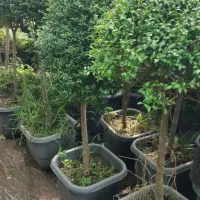 خدمات باغبانی. هرس کاری. صفر تا  صد.    سیار|خدمات باغبانی و درختکاری|فردیس, قریشی|دیوار