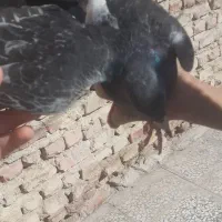 کفتر مگس|پرنده|خاش, |دیوار