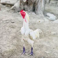 فروشی ۲۰۰۰/۰۰۰