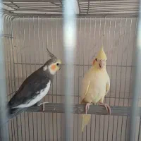 عروس هلندی گرینچیک