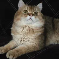 گربه اسکاتیش