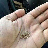 طلا|جواهرات|مرودشت, پشت سایپا|دیوار