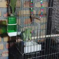 فروشی|پرنده|اشنویه, |دیوار