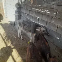 گوساله فروشی|حیوانات مزرعه|میناب, |دیوار