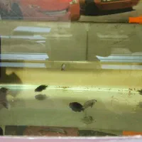 ماهی دبوسی  جوجه ایکولا