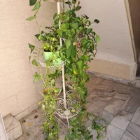 گل و گیاه